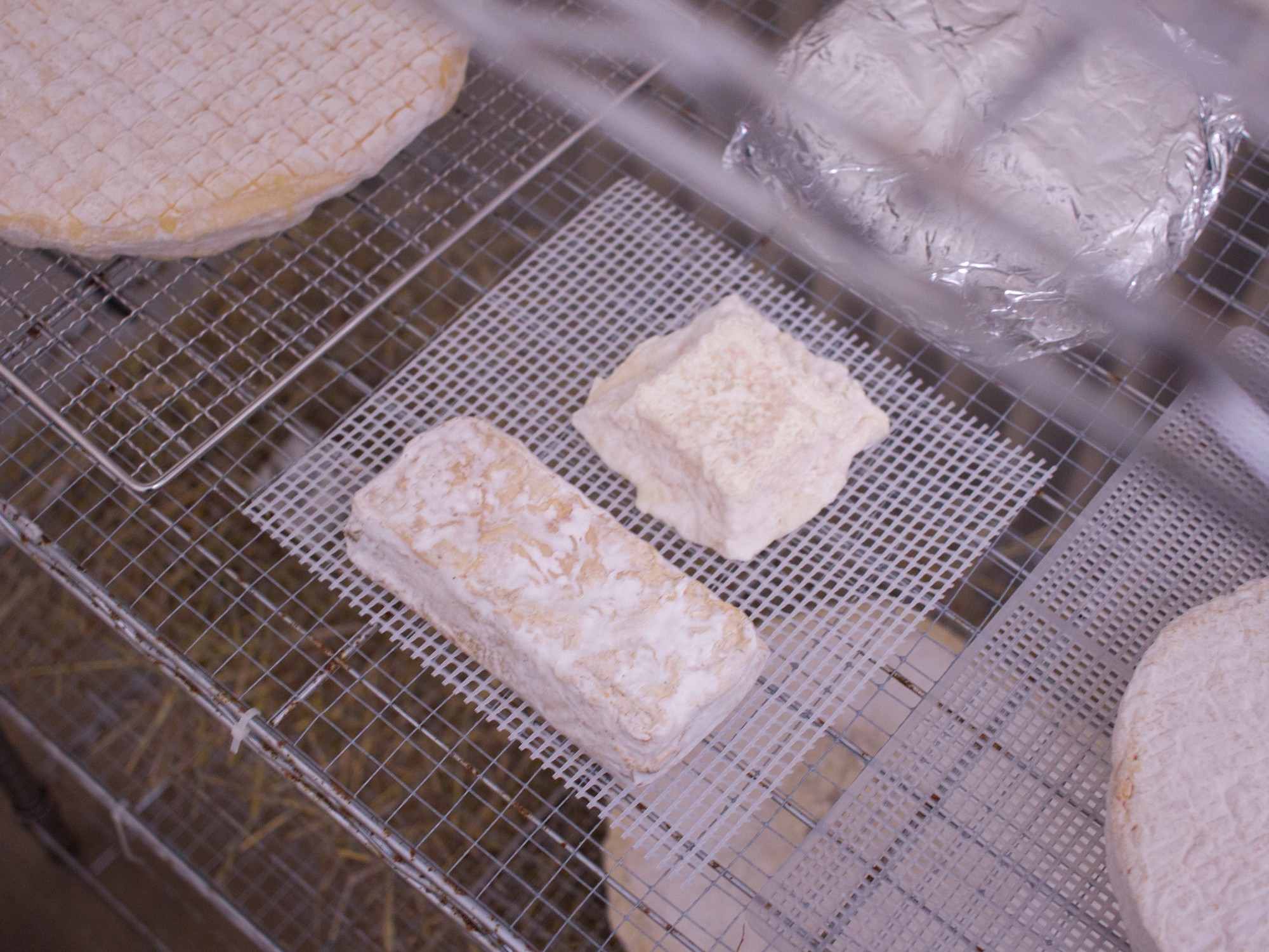 GMo-2_1.jpg