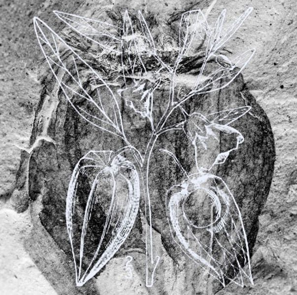 File:Tomato2.jpg