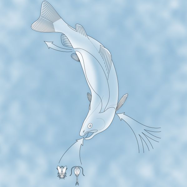 File:Headwaters salmon-image.jpg