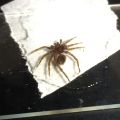 Spider-big unidentified-2.JPG