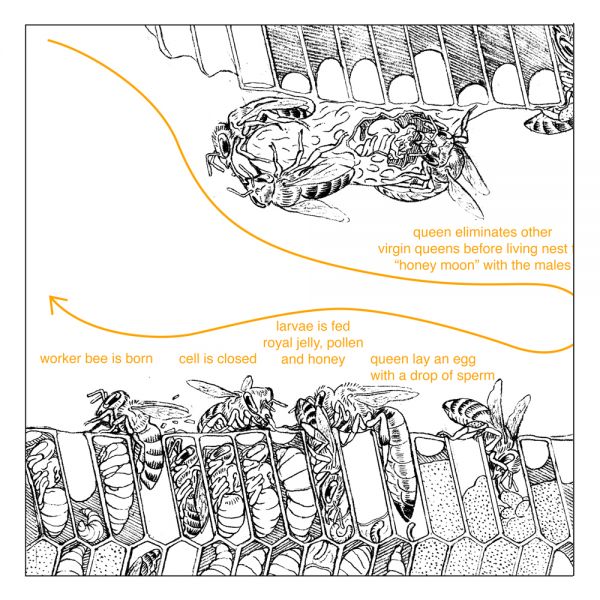 File:Bee drawing square 1.jpg