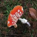 Amanita muscaria.jpg