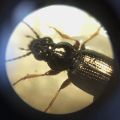 Bembidion-genus beetle-1.JPG