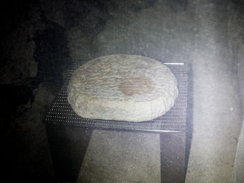 File:CMo-3-GM-3-GMo-4-CM-4 LivingSoilsMakeCheeseAlive.jpg