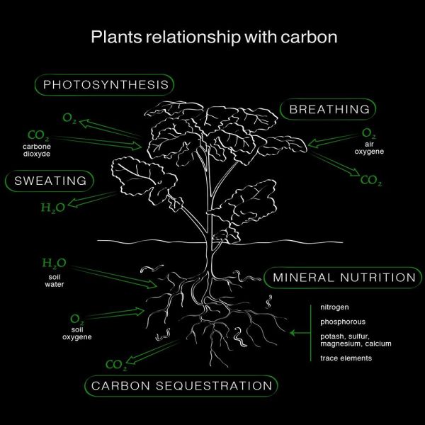 File:PlantCO1.jpg