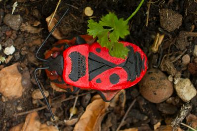 Pyrrhocoris-apterus 3wiki.jpg