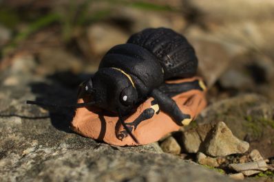 Pimelia-bipunctata 3wiki.jpg