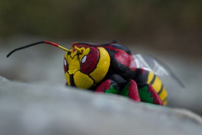 Vespa-crabro 3wiki.jpg