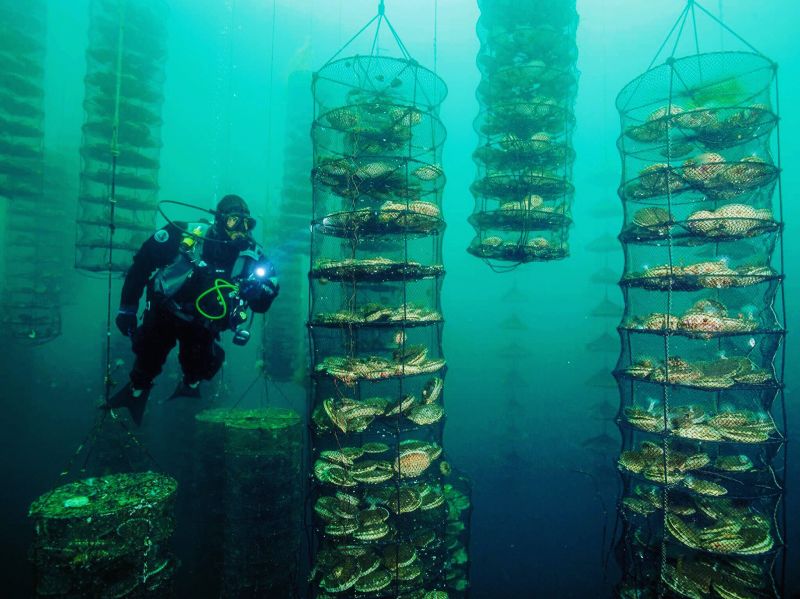 File:Scallop net.jpg