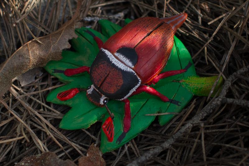 File:Melolontha-melolontha 3wiki.jpg