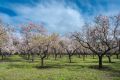 Almond-orchard.jpeg