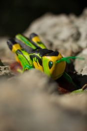 Arcyptera-fusca 3story.jpg