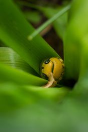 Chrysolina-fastuosa 3story.jpg