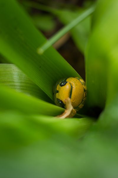 File:Chrysolina-fastuosa 3story.jpg