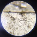 Mycelium-fungi unidentified-1.JPG