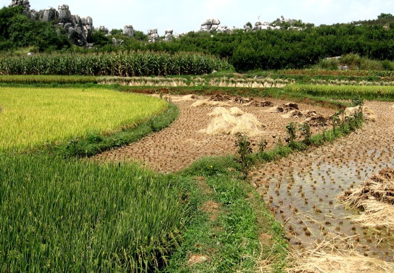 File:Irrigated-rice Kunming-China wiki.jpg