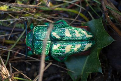 Buprestis-novemmaculata 3wiki.jpg