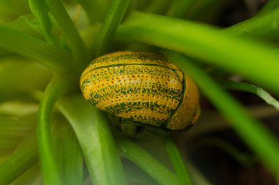 Chrysolina-fastuosa 3wiki.jpg