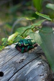 Buprestis-novemmaculata 3story.jpg