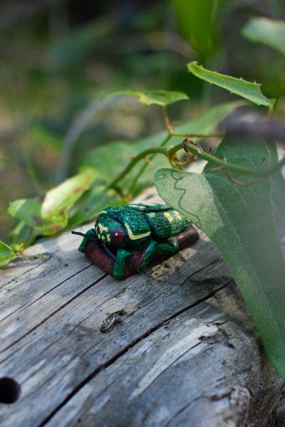 File:Buprestis-novemmaculata 3story.jpg