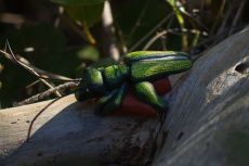 Oedemera-nobilis 3wiki.jpg