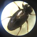 Bembidion-genus beetle-2.JPG