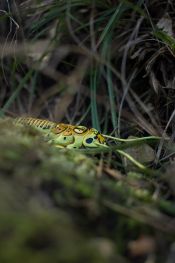 Perla-bipunctata 3story.jpg