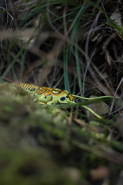 File:Perla-bipunctata 3story.jpg