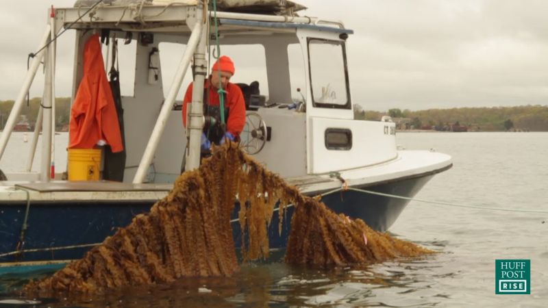File:Kelp.jpg