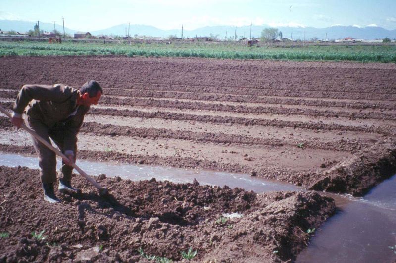File:Furrow-irrigation Armenia.jpg
