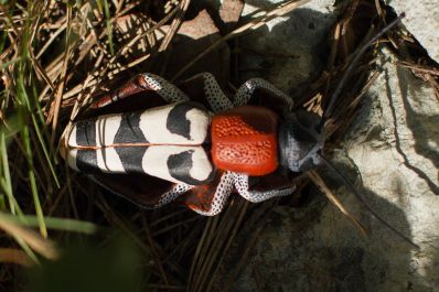 Chlorophorus-trifasciatus 3wiki.jpg