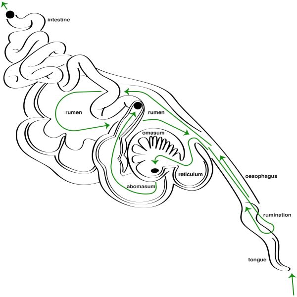File:Scheme digestion.jpg