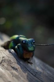 Oedemera-nobilis 3story.jpg