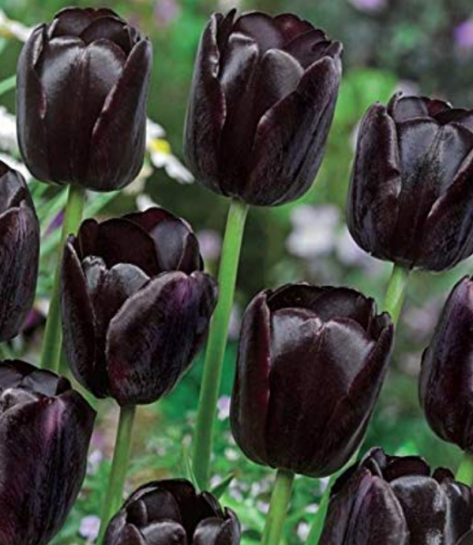 File:Tulip.png