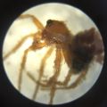 Spider-small unidentified-1.JPG