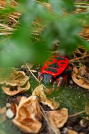 Pyrrhocoris-apterus 3story.jpg