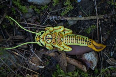 Perla-bipunctata 3wiki.jpg
