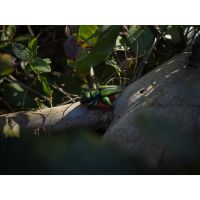 Oedemera-nobilis 1.jpg