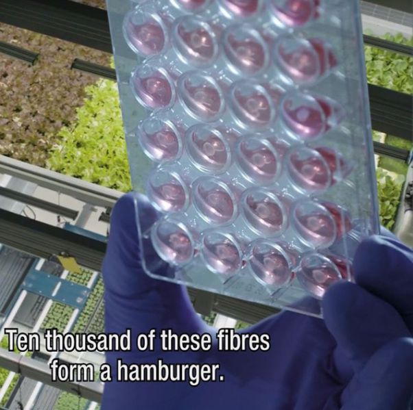 File:Plant-based meat.jpeg