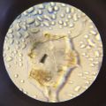 Bacterial-colony unidentified-1.JPG